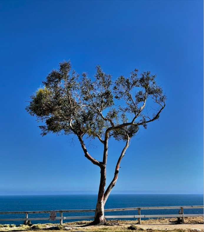 Point at the Bluffs, Pacific Palisades